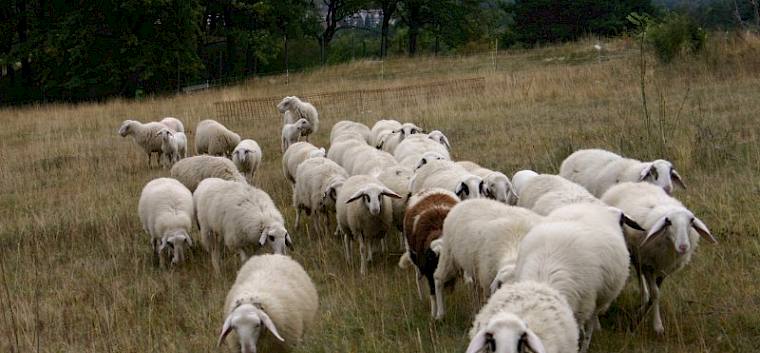 Schafe auf der Perchtoldsdorfer Heide - Kärtner Brillenschafe