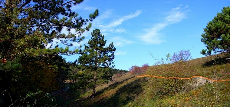 Südhang Große Heide - Schattenwurf eines noch bestehenden Baumes, die orange Linie zeigt den Schattenwurf vor der Entfernung der Föhren