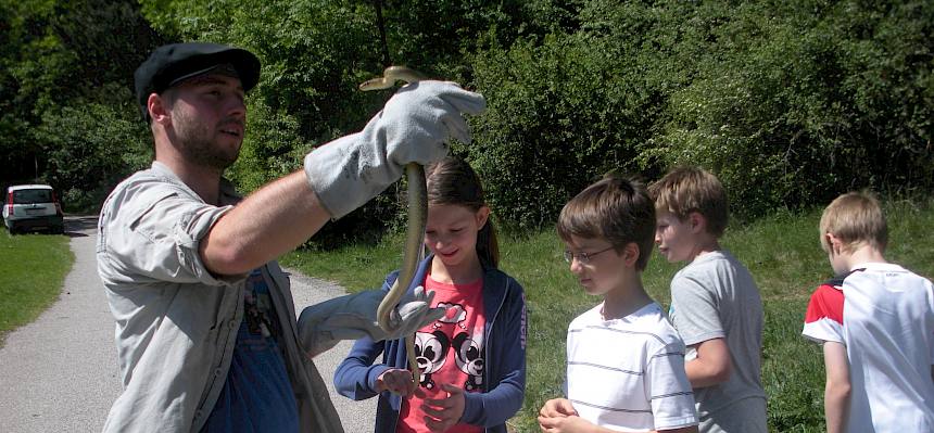 Schulprojekt 2012 - Schlangen – hier eine Äskulapnatter – sind faszinierende, schützenswerte Tiere!