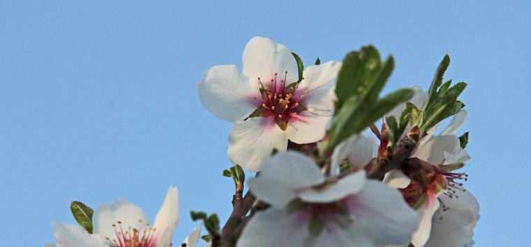 Mandelblüte - Kleine Heide © M.Strutzenberger