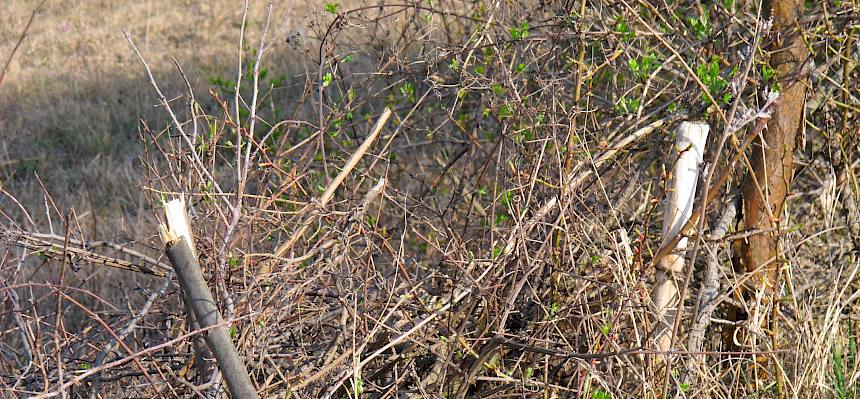 Smaragdeidechse in den Dornen-Barrieren - Die Dornen-Barrieren bieten zahlreichen selten Arten ein wichtiges Versteck.