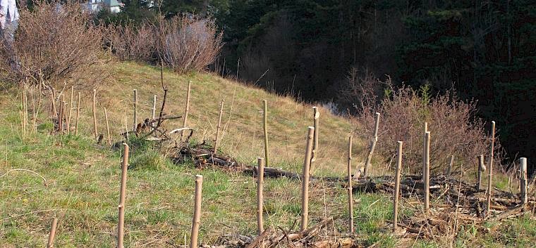 Barrieren-Bau - Die Dornen-Barrieren helfen, manche Bereiche auf der Heide ungestörter zu halten.