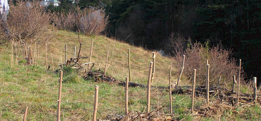 Barrieren-Bau - Die Dornen-Barrieren helfen, manche Bereiche auf der Heide ungestörter zu halten.