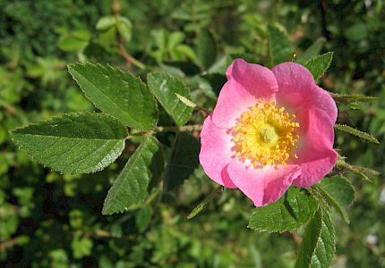 Kleinblüten-Rose (Rosa micrantha)