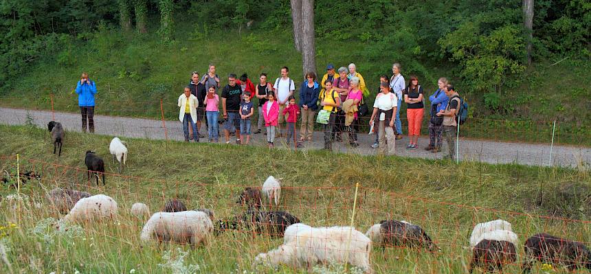 Die Schafe sind wichtige Pfleger von Heide und Hochberg. © FdPH