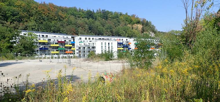 üppige Bestände der Kanadischen Goldrute am Geländeabsatz gegenüber der Wohnhausanlage Waldmühle © FdPH