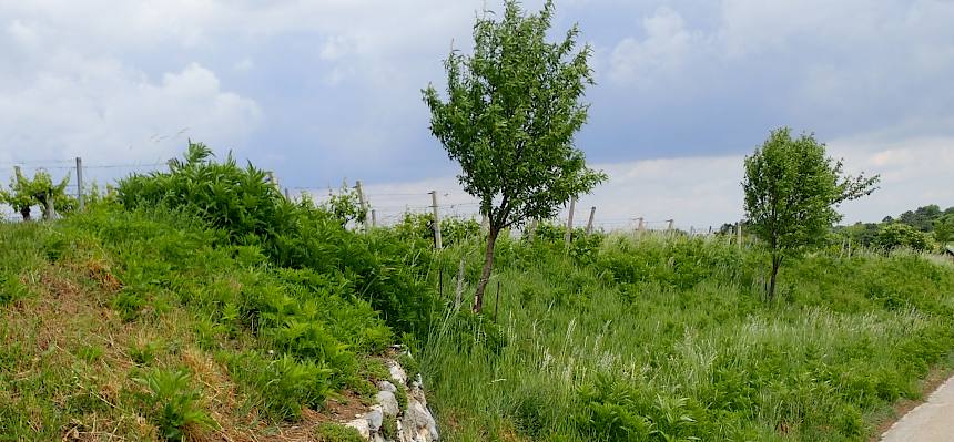 Trockensteinmauern und Obstbäume bereichern die Landschaft in der Hagenau © FdPH