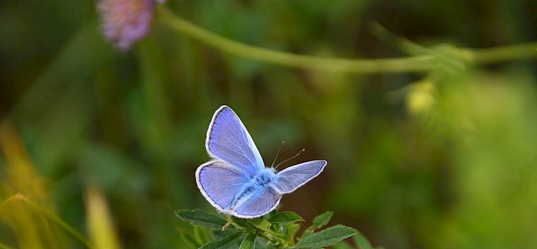 Von der Blütenvielfalt profitieren zahlreiche Schmetterlinge © FdPH