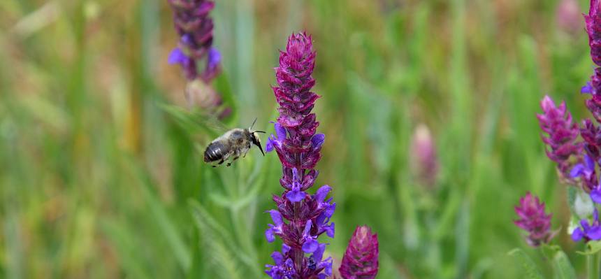 Von der Blütenvielfalt profitieren zahlreiche Wildbienen. © FdPH