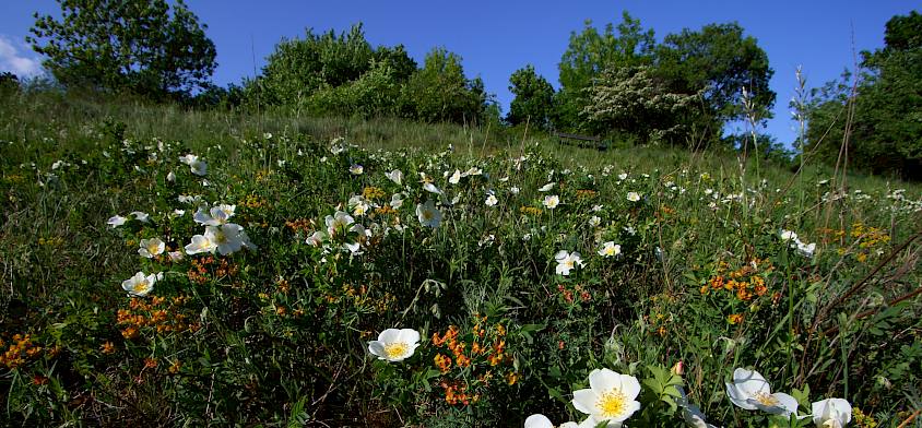 Blütenvielfalt am Hochberg © FdPH/Drozdowski