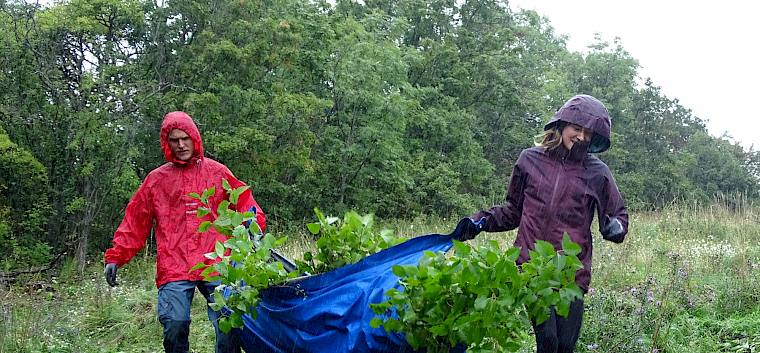 Voller Einsatz der freiwillige Helfer*innen beim Pflegetermin im Naturdenkmal Hochberg - auch in Regenphasen © LPV/Baumgartner