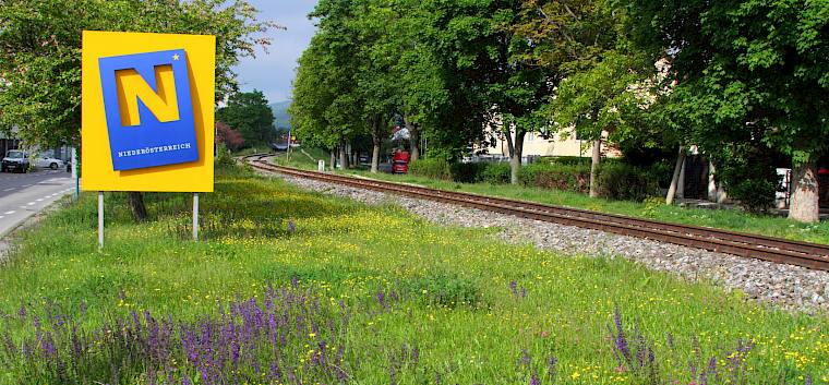 Bunter Blühaspekt am Bahndamm Wienergasse in regenärmeren Jahren mit gebremstem Gräserwuchs. © FdPH/Drozdowski