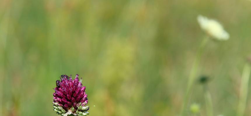 Winzige Wildbienen sammeln Pollen an Lauch. © FdPH/Drozdowski