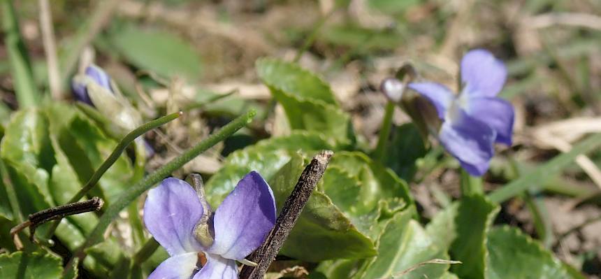Bunter Frühlingsaspekt neben dem Sportplatz - wichtig für früh fliegende Wildbienenarten © FdPH/Drozdowski