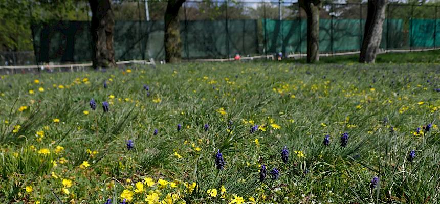 Bunter Frühlingsaspekt im Begrischpark - wichtig für früh fliegende Wildbienenarten © FdPH/Drozdowski