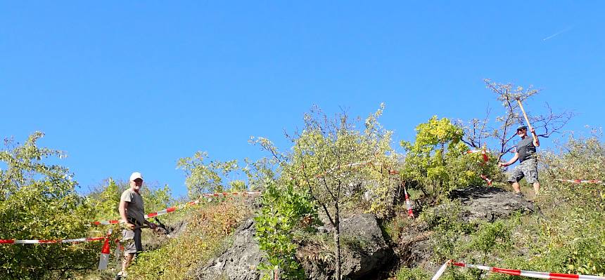 Die Felsen am Südhang Kleine Heide werden wieder stärker freigeschnitten, damit ausreichend Sonne auf die Felsen scheint. © FdPH