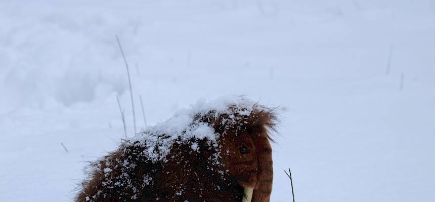 Trockenrasen sind uralte Lebensräume. Schon während der letzten Eiszeit weideten die Mammuts auf den Trockenrasen der Thermenlinie. © FdPH/F. Hohn