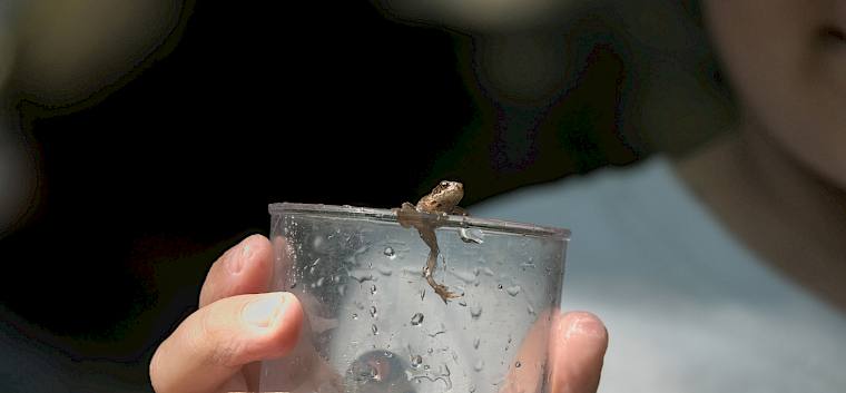 Neben Insekten entdeckten die Kinder auch zahlreiche Amphibien. ©FdPH/A. Temel