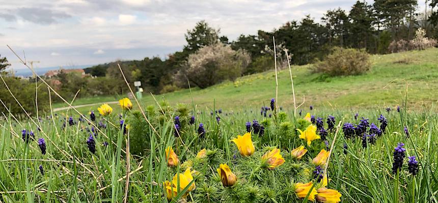Seltene Arten wie Frühlings-Adonisröschen (Adonis vernalis) und Weinbergs-Traubenhyazinthe (Muscari neglectum) konnten in voller Blüte bestaunt werden. © FdPH/F. Seebauer