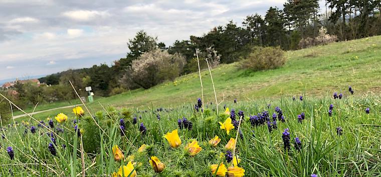 Seltene Arten wie Frühlings-Adonisröschen (Adonis vernalis) und Weinbergs-Traubenhyazinthe (Muscari neglectum) konnten in voller Blüte bestaunt werden. © FdPH/F. Seebauer