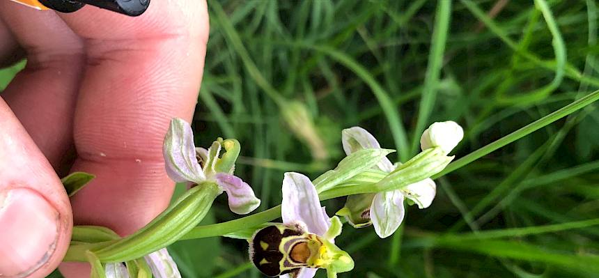 Abschließend gab es noch ein floristisches Highlight: mehrere Bienen-Ragwurzen (Ophrys apifera) zeigten sich im Begrischpark. © LPV/F. Seebauer