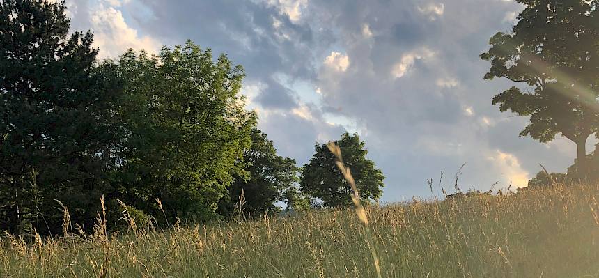 Seit 2020 findet in Kooperation mit der Gemeinde Perchtoldsdorf eine Extensivierung der Wiesen im Begrischpark statt, die nun mehr nur noch einmal im Jahr gemäht wird. © LPV/F. Seebauer