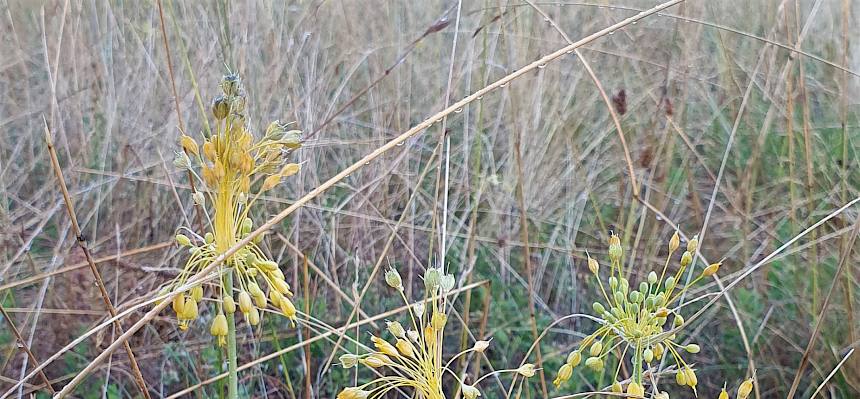 Ein besonderes Highlight war der Gelbe-Lauch (Allium flavuum), eine typische Trockenrasenpflanze. © LPV/J. Ilmaier