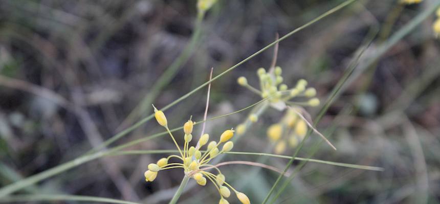 Ein besonderes Highlight war der Gelbe-Lauch (Allium flavuum), eine typische Trockenrasenpflanze. © LPV/V. Baluch