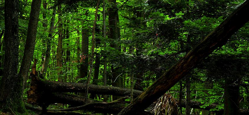 Der Perchtoldsdorfer Wald ist sehr naturnah und vielfältig, mit einem sehr wichtigen Anteil an Totholz, von dem zahlreiche seltene Vögel, Käfer und Pilze leben.