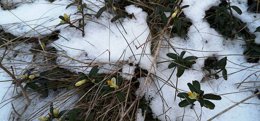Blüten im Schnee: Die Buchs-Kreuzblume (Polygala chamaebuxus) ist eine typische Bewohnerin von Föhrenwäldern und trockenen Magerwiesen und wird nur von Hummeln bestäubt. © FdPH/F. Hohn