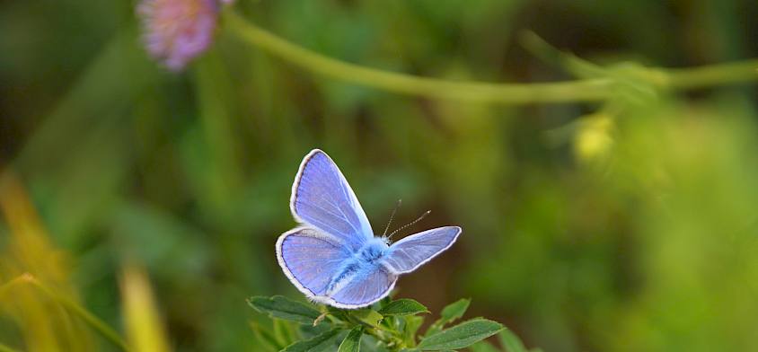 Die Raupen vieler Schmetterlinge leben in der Wiese. Sie brauchen keine Blüten sondern die passenden Futterpflanzen. © I. Drozdowski