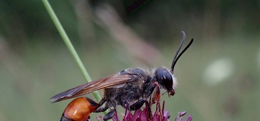 Lauch-Arten blühen erst im Sommer und sind wichtige Nahrungsquelle für viele Insekten. © A. Mrkvicka