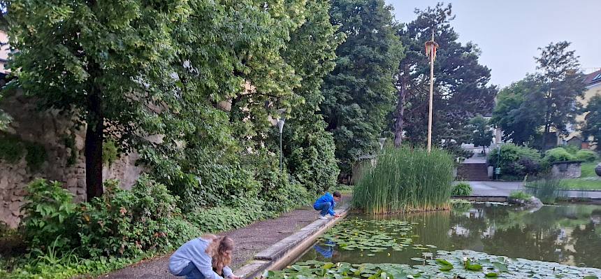 Auch im Teich des Zellparks versteckt sich so manches Tier. © FdPH/B. Sabek