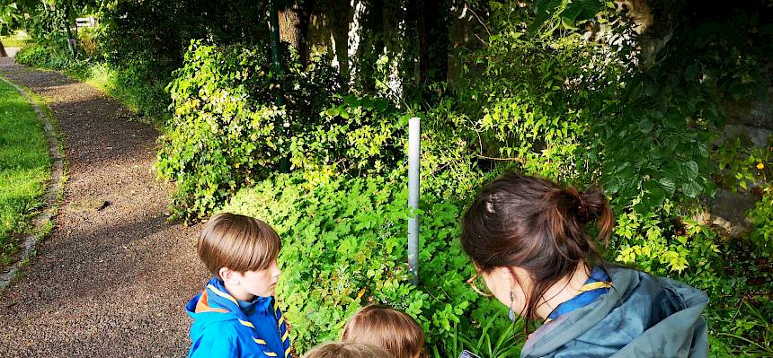 Ausgerüstet mit Smartphone und Becherlupen, fotografierten und bestimmten die jungen Forscher:innen fleißig die ersten Pflanzen und Tiere. © FdPH/F. Hohn