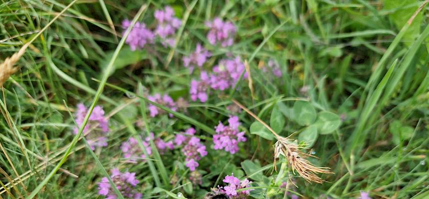 Hier bedient sich eine Wildbiene am Nektar des blühenden Thymians. © FdPH/B. Sabek