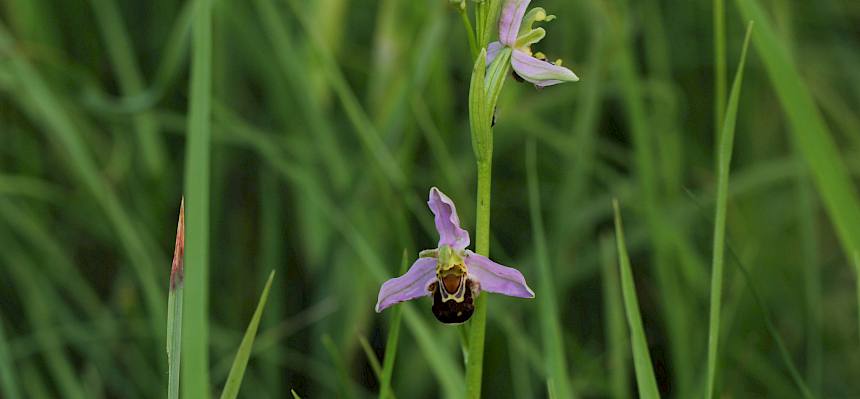 Gleich nach den ersten Schritten auf die Kleine Heide, stolperte wir über die ersten Bienen-Ragwurzen (Ophrys apifera). © FdPH/V. Schönpflug