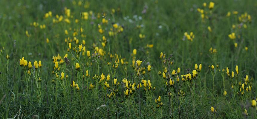 Der Gelbe Lein (Linum flavum) blühte bereits auf weiten Teilen der Heide und wird in kürze die seltene Leinbiene (Hoplitis mocsary) anlocken. © FdPH/V. Schönpflug