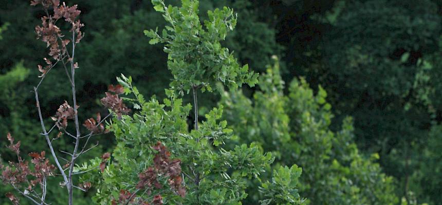 Die Biolog:innen des Heidevereins bringen den Besucher:innen die Pflanzen und Tiere der Heide näher. © FdPH/V. Schönpflug