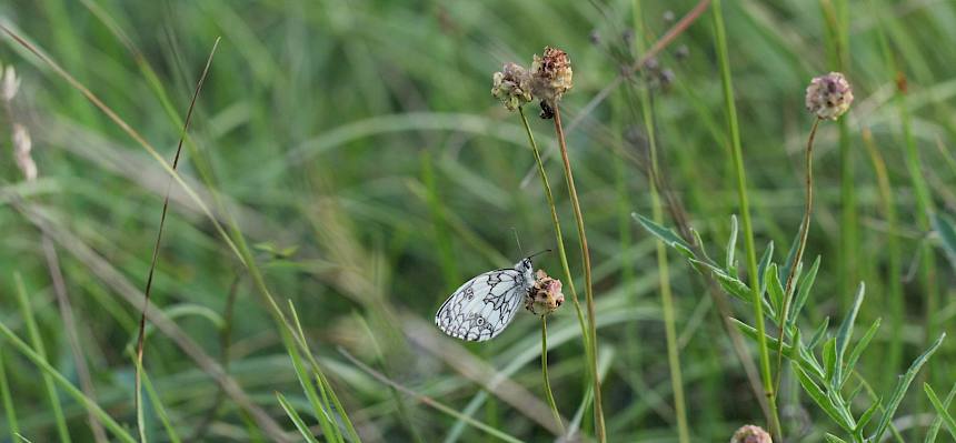 Trotz ungemütlichen Windes konnten wir einen Schachbrettfalter (Melanargia galathea) entdecken. © FdPH/V. Schönpflug