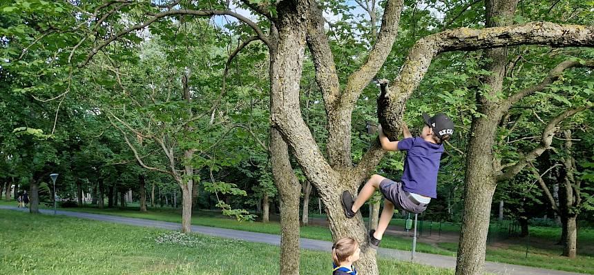 Auch die Bäume im Park wollen erforscht werden. © FdPH/B. Sabek