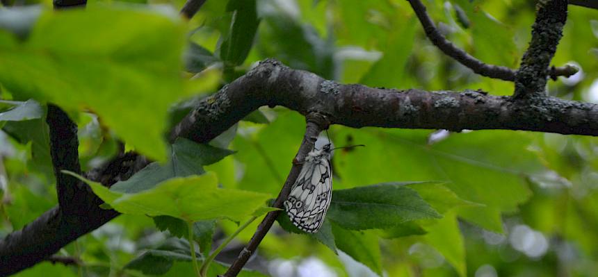 Besondere Funde: Hier ein Schachbrettfalter (Melanargia galathea) © LPV/H. Begle