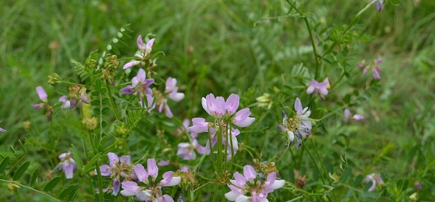 Wunderschön blühende Buntkronwicke (Securigera varia) © LPV/H. Begle