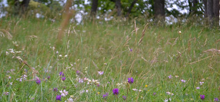 Seit 2020 findet in Kooperation mit der Gemeinde Perchtoldsdorf eine Extensivierung der Wiesen im Begrischpark statt, die nun mehr nur noch einmal im Jahr gemäht wird. © LPV/H. Begle