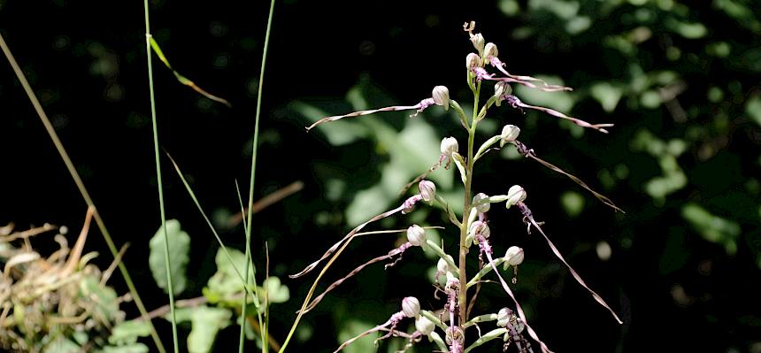 Ein besonderer Fund: Die Adriatische Riemenzunge (Himantoglossum adriaticum)  © FdPH/J. Fischer