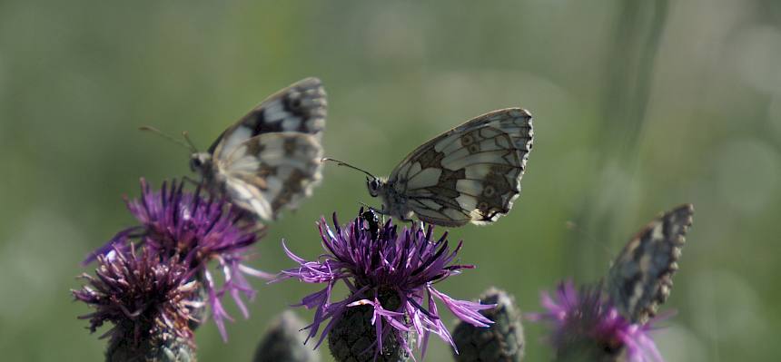 Trockenrasen zählen zu den artenreichsten Lebensräumen für Tiere und Pflanzen in Österreich. © LPV/V. Zechner