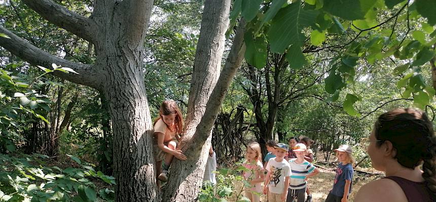 Hier musste man durch den Baum klettern. © FdPH/Girsch