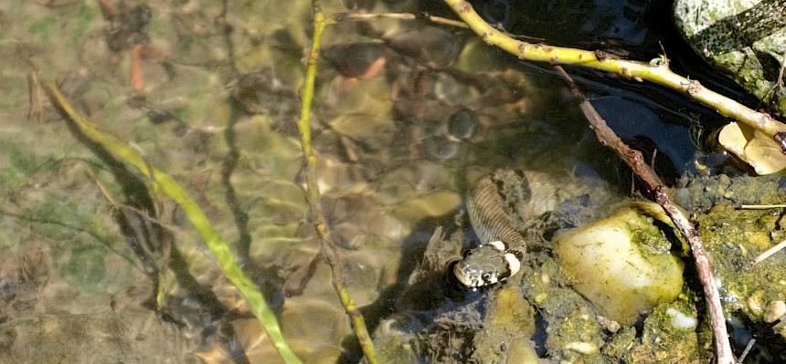 Nicht nur die Kinder suchten begeistert nach den kleinen Fischen, auch eine Ringelnatter schlängelte sich an den Steinen vorbei, verschwand dann aber schnell aufgrund des Menschengetümmels wieder in der Ufervegetation. © FdPH/J. Fischer