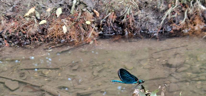 Hie und da flogen Prachtlibellen (Calopteryx sp.) an uns vorbei und beeindruckten uns mit ihren flotten Revierkämpfen. © FdPH/B. Sabek