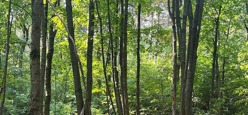 Beim Waldtag waren die Kinder in ihrem Element. © FdPH/B. Hopler