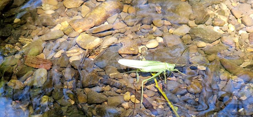 Eine weitere spannende Entdeckung war ein Saitenwurm (Nematomorpha), der eine Heuschrecke befallen hat. © FdPH/B. Sabek